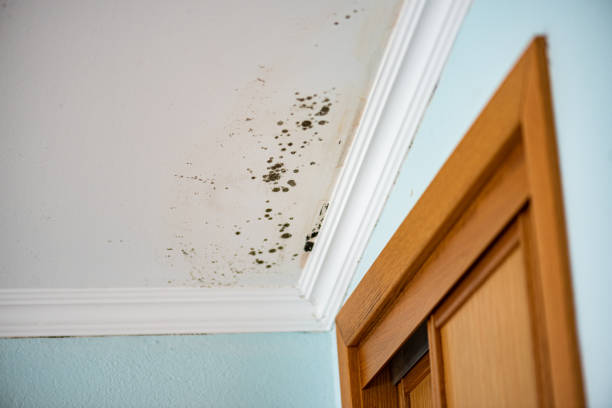 Best Commercial Mold Removal  in Hinsdale, IL