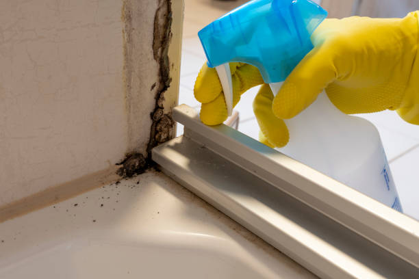 Best Toxic Mold Removal  in Hinsdale, IL