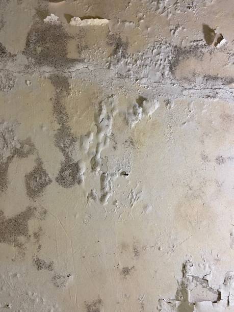 Best Mold Removal Company Near Me  in Hinsdale, IL