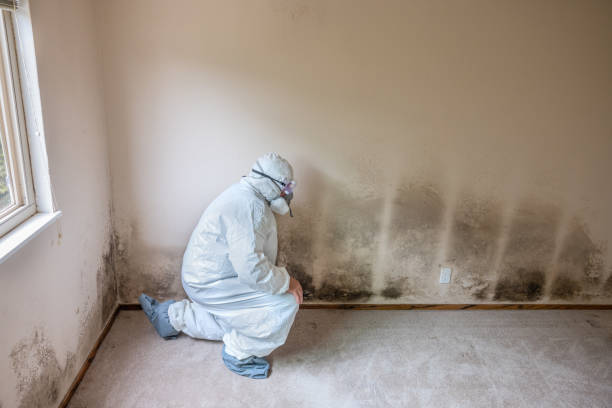 Best Commercial Mold Removal  in Hinsdale, IL