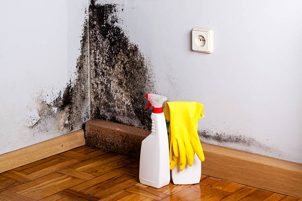 Best Professional Mold Removal  in Hinsdale, IL