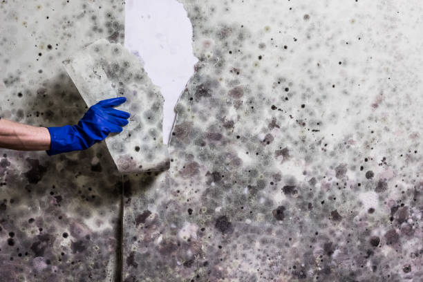 Best Fast Mold Removal  in Hinsdale, IL