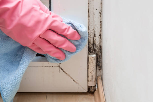 Attic Mold Removal in Hinsdale, IL