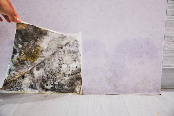 Crawl Space Mold Removal in Hinsdale, IL